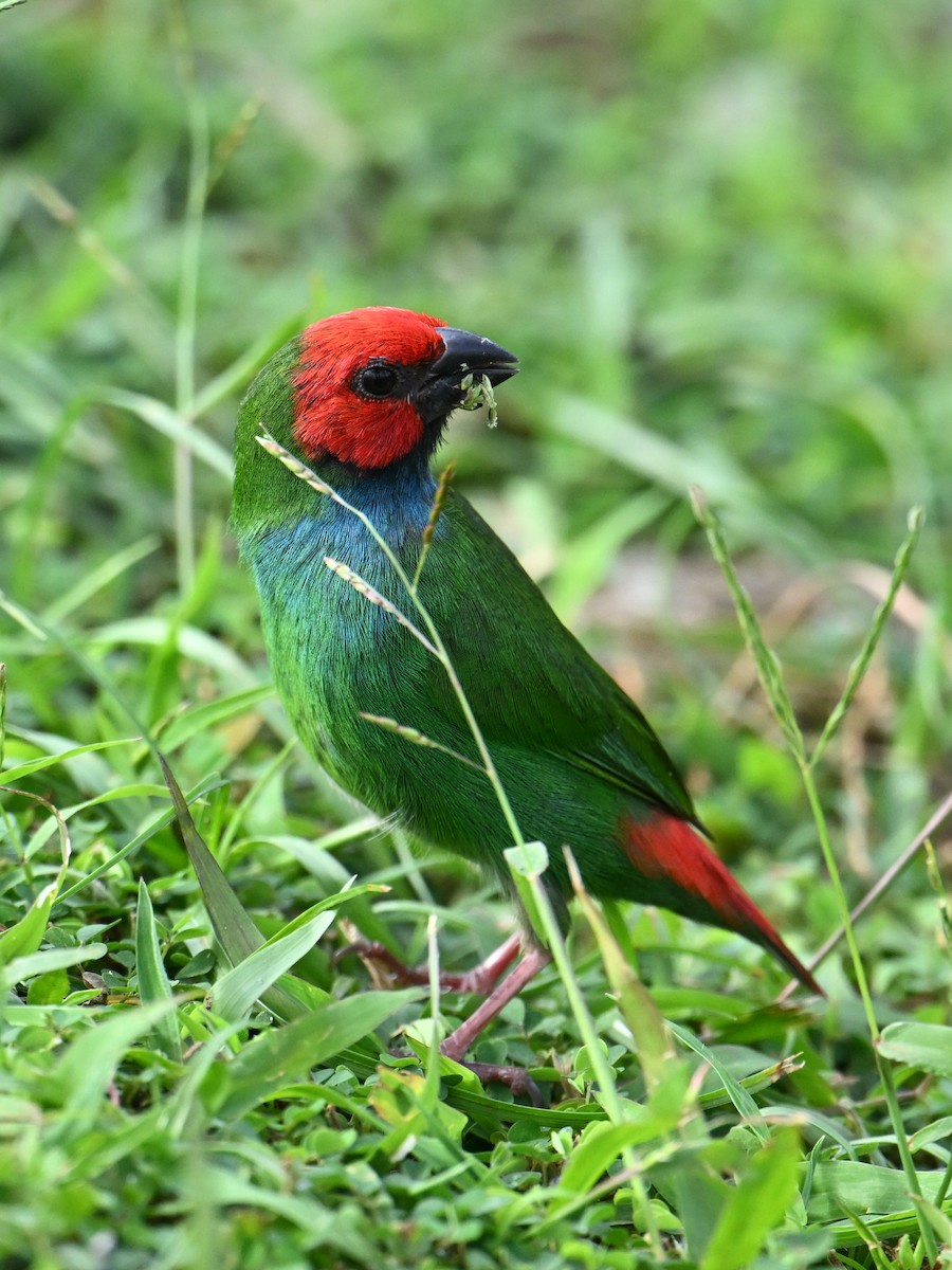 Fiji Parrotfinch - ML640900794
