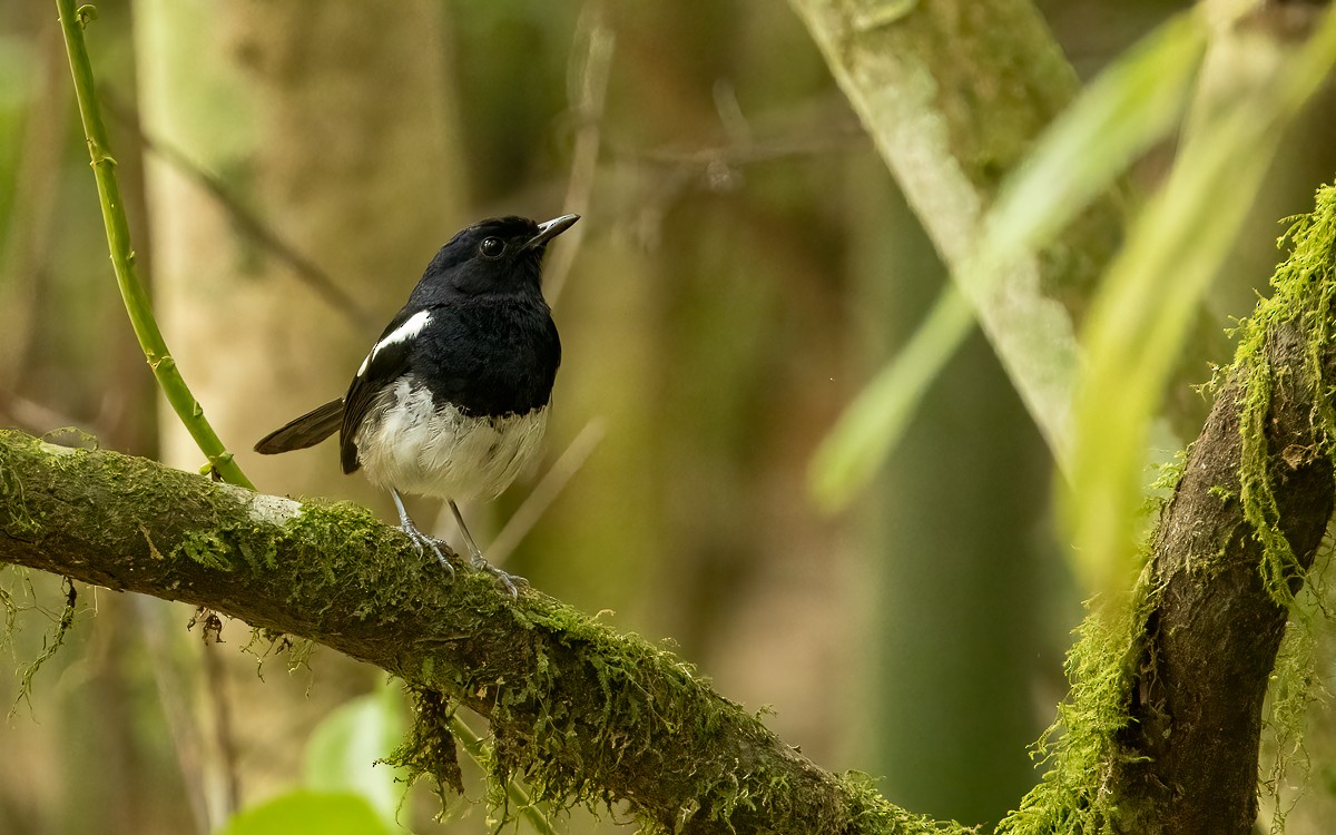 Madagascar Magpie-Robin (White-bellied) - ML640900805