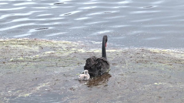 Black Swan - ML640900808