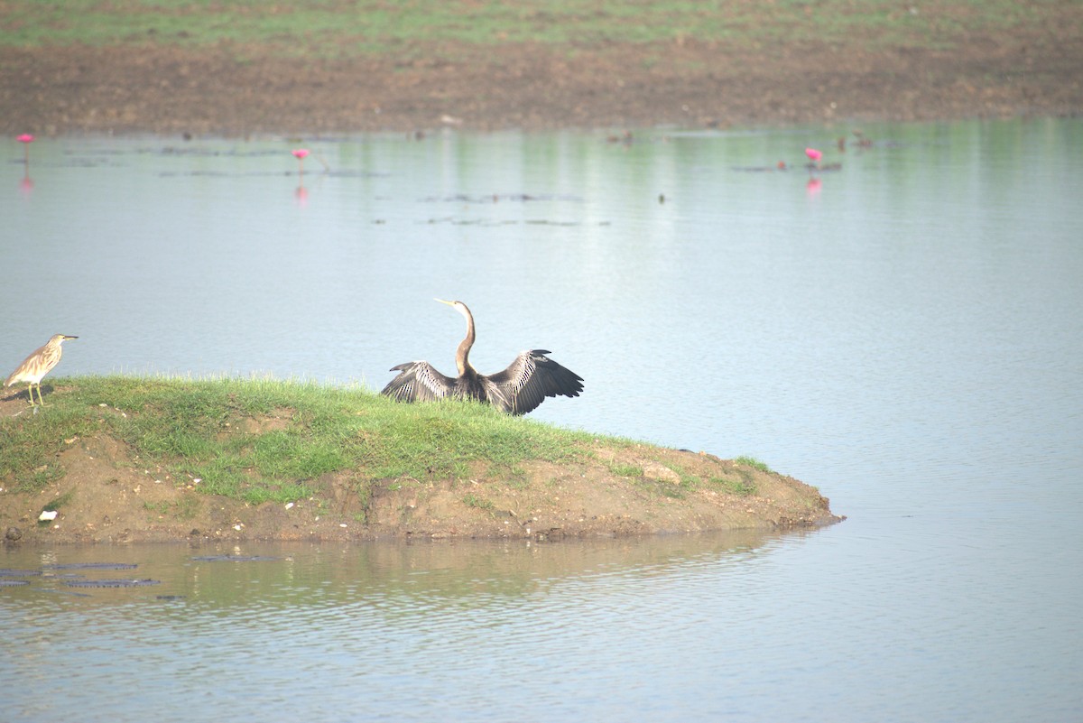 アジアヘビウ - ML640900809