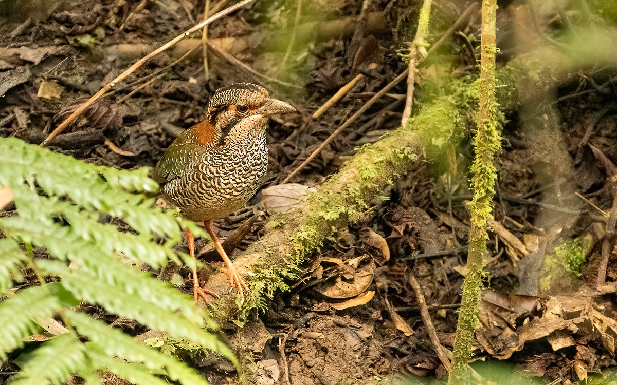 Scaly Ground-Roller - ML640900812