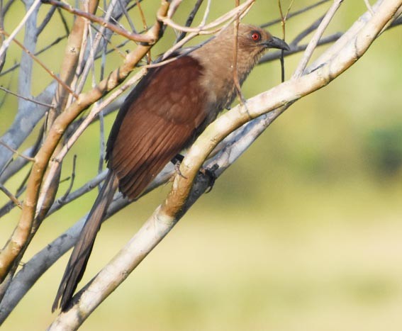 Andaman Coucal - ML640900855