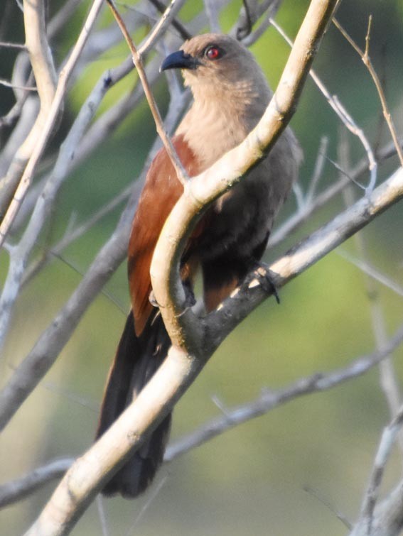 Andaman Coucal - ML640900861