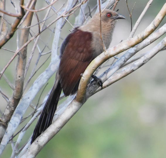 Andaman Coucal - ML640900865