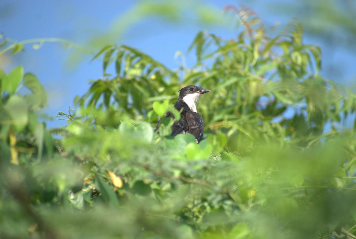 クロシロカンムリカッコウ - ML640900901