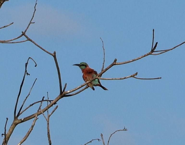 Northern Carmine Bee-eater - ML640900981