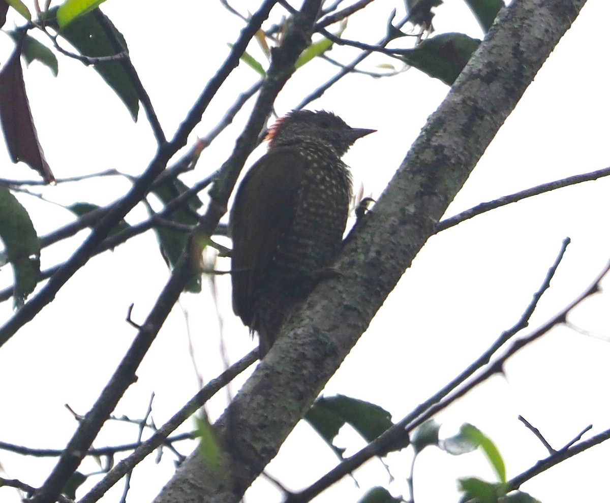 Fine-banded Woodpecker - ML640901154