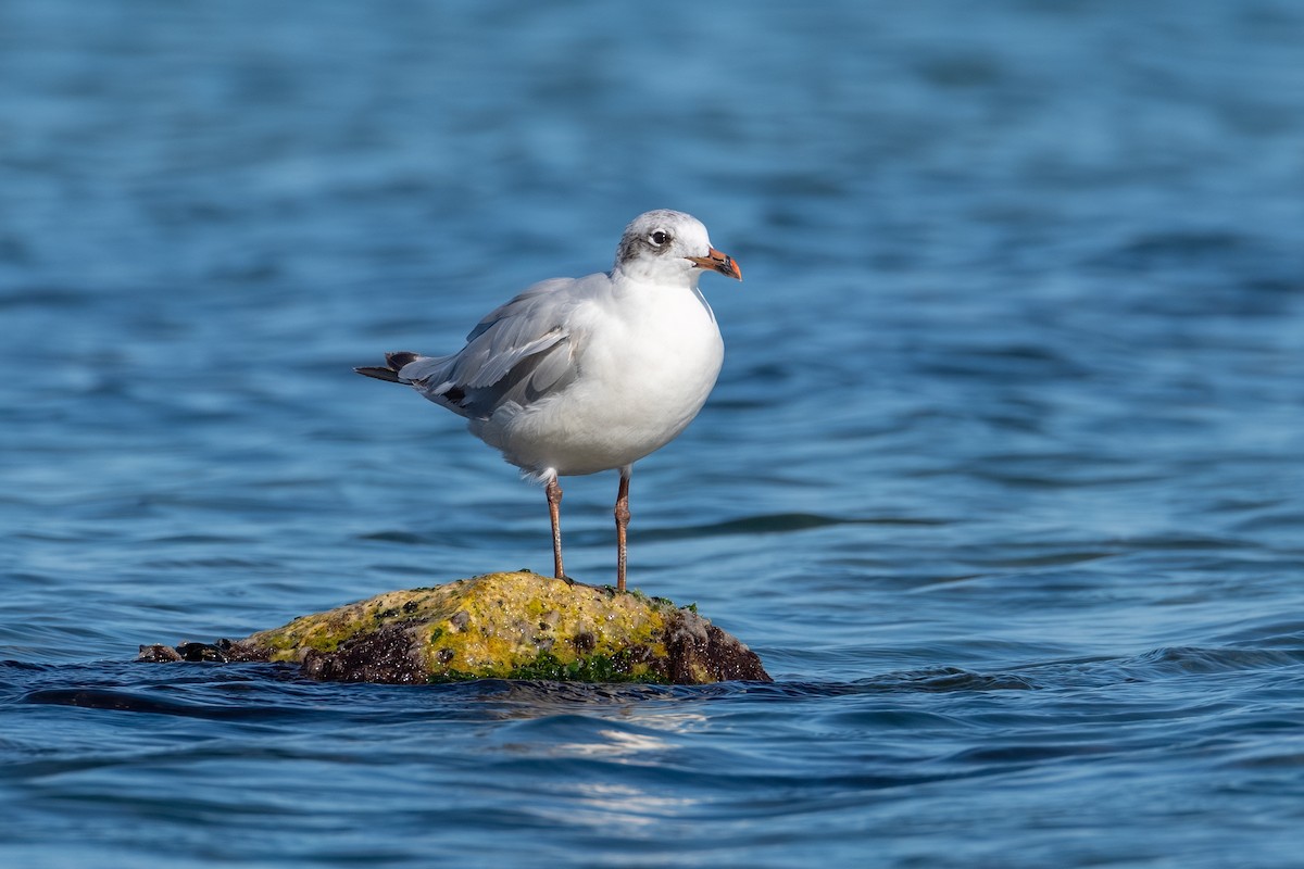 Mediterranean Gull - ML640901235