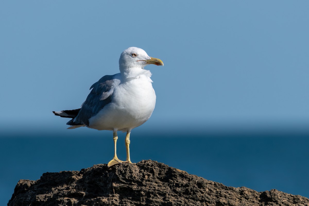 Yellow-legged Gull - ML640901239