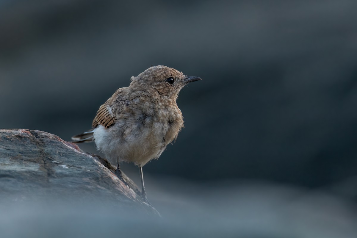 Pied Wheatear - ML640901245