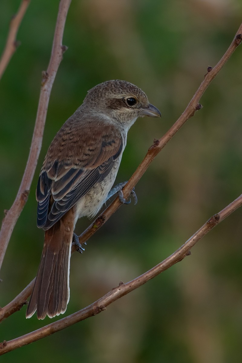 Red-backed Shrike - ML640901249