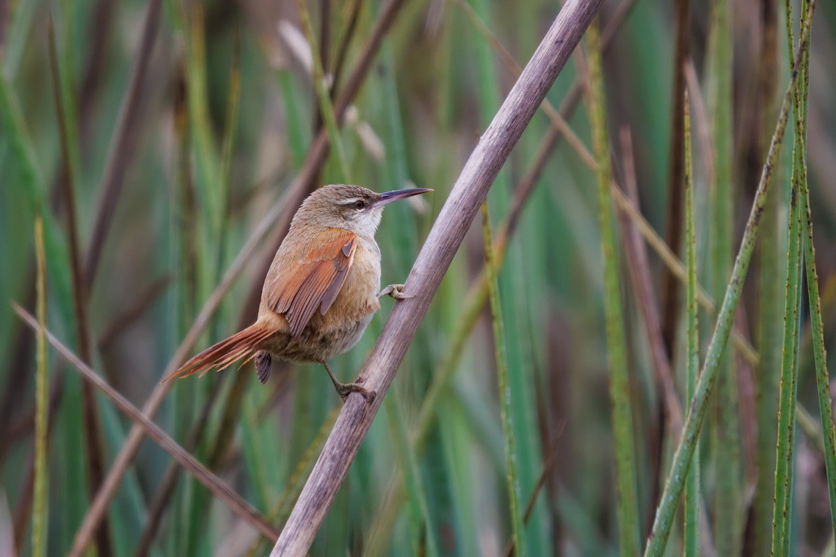 Straight-billed Reedhaunter - ML640901254