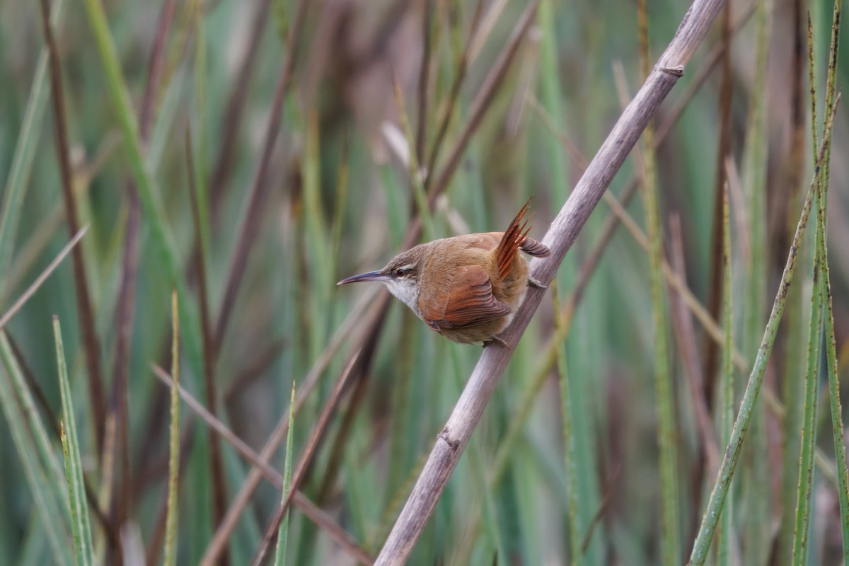 Straight-billed Reedhaunter - ML640901255