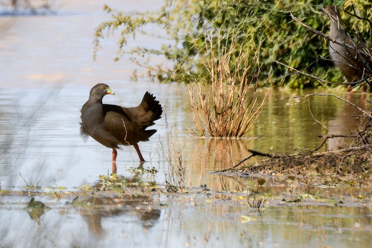 Black-tailed Nativehen - ML640901315