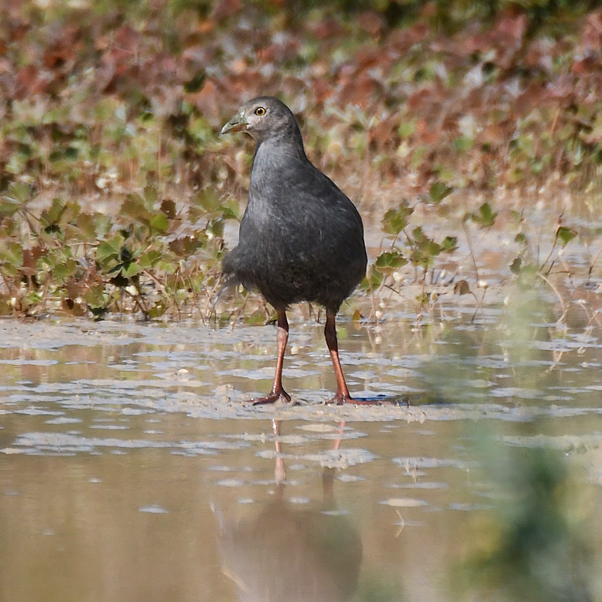 Black-tailed Nativehen - ML640901317