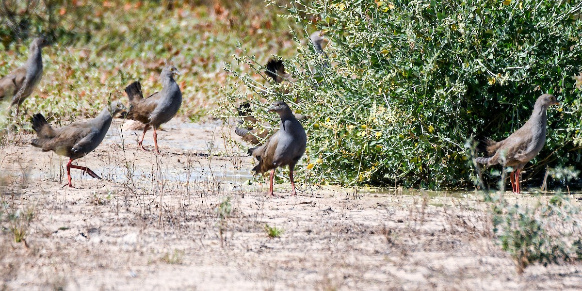Black-tailed Nativehen - ML640901321