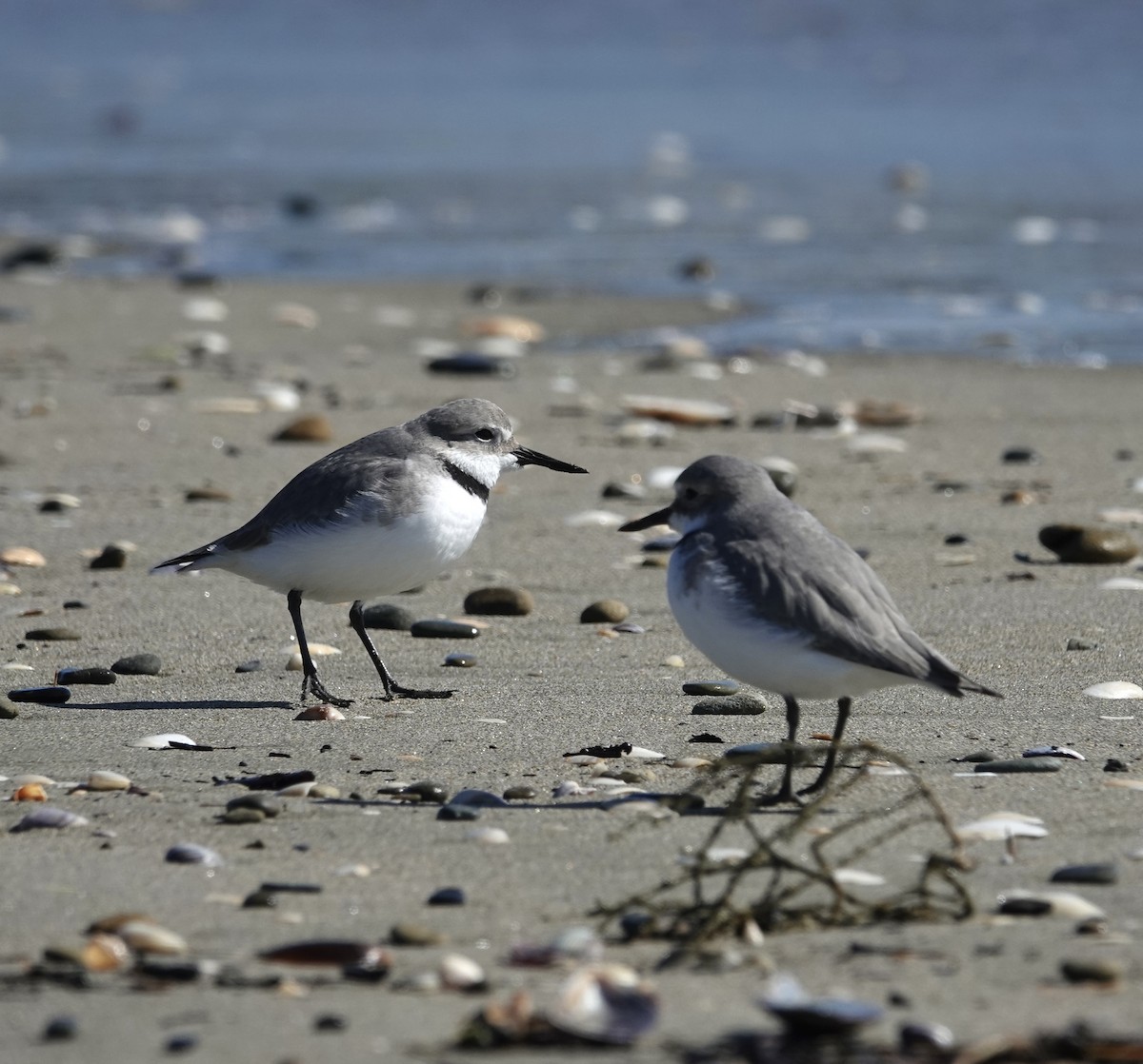 Wrybill - ML640901355