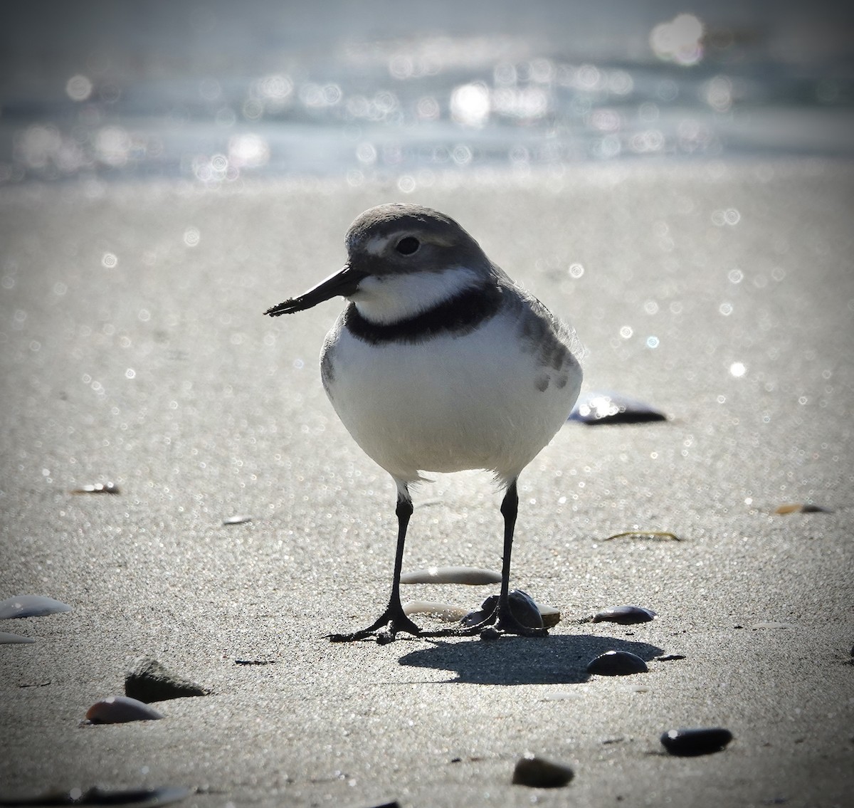 Wrybill - ML640901356