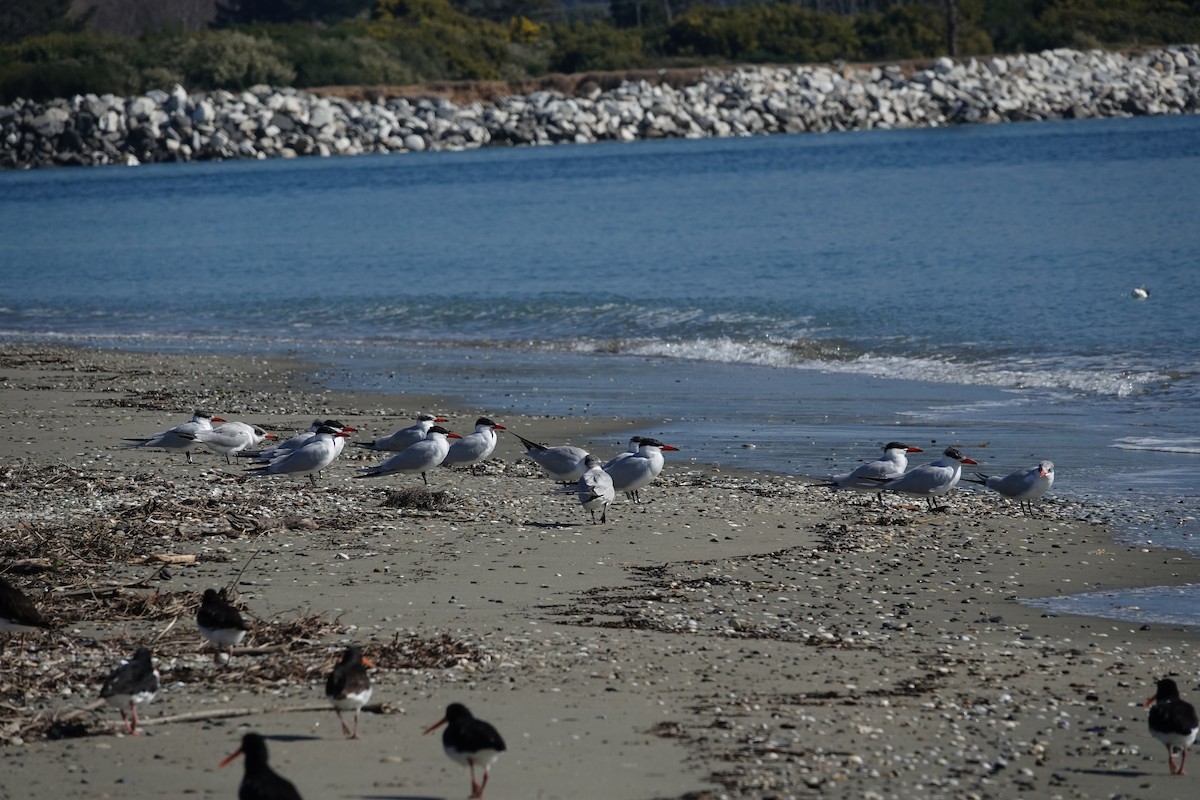 Caspian Tern - ML640901371