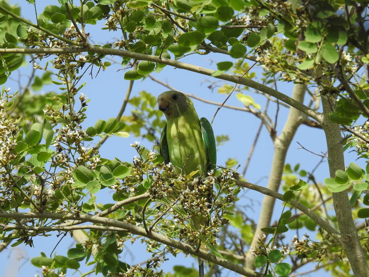 Plum-headed Parakeet - ML640901389