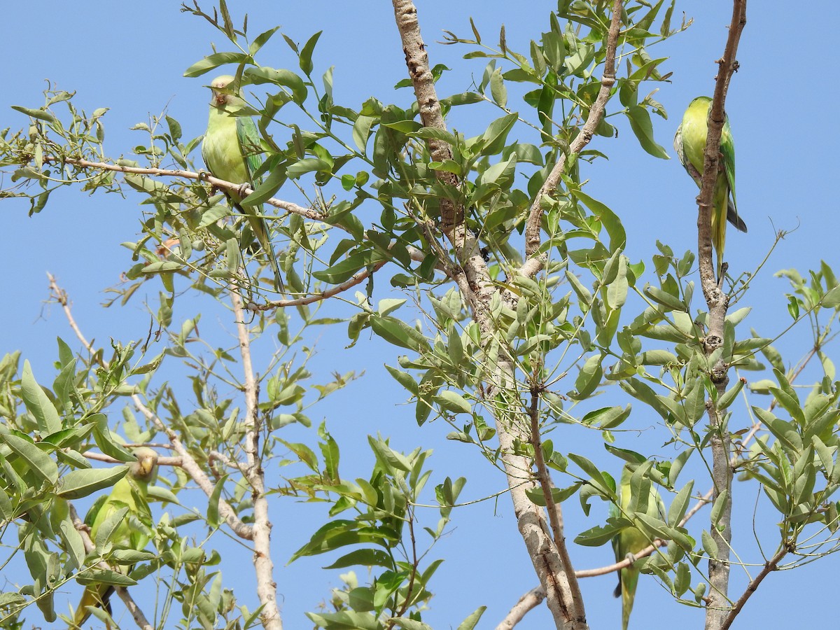Plum-headed Parakeet - ML640901392