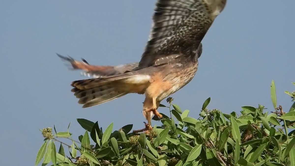 Grasshopper Buzzard - ML640901447