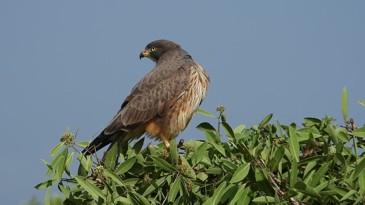 Grasshopper Buzzard - ML640901448