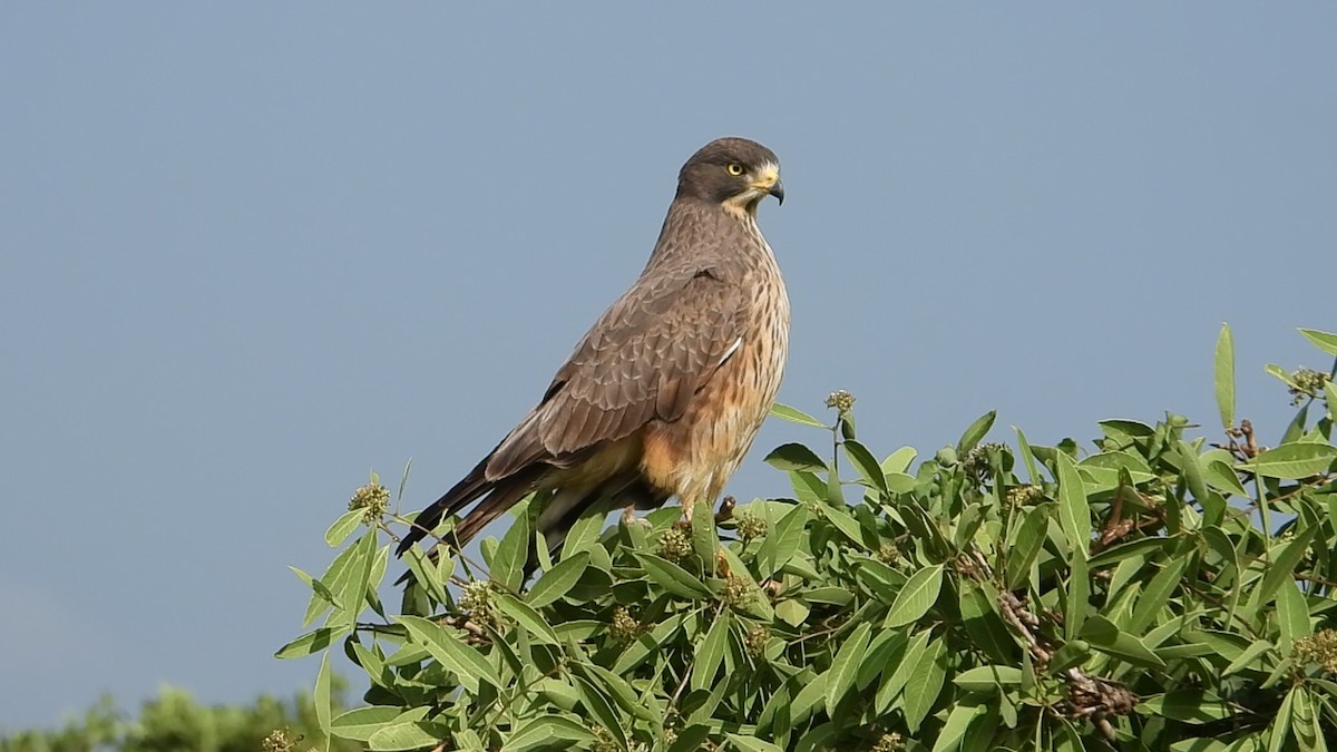 Grasshopper Buzzard - ML640901449