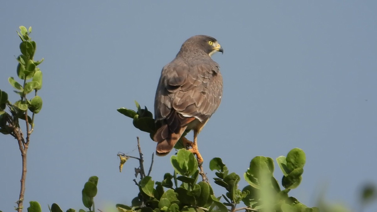 Grasshopper Buzzard - ML640901450