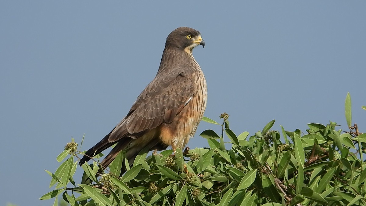 Grasshopper Buzzard - ML640901451