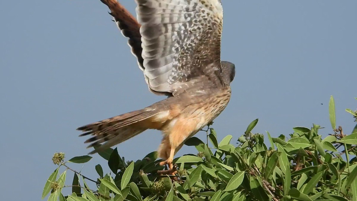 Grasshopper Buzzard - ML640901452
