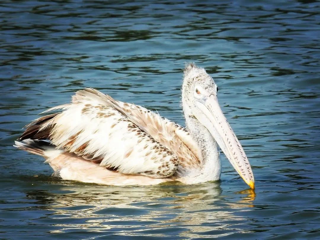 Spot-billed Pelican - ML640901497