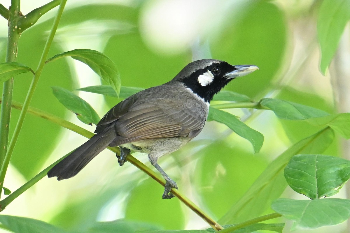 Black-throated Shrikebill - ML640901506