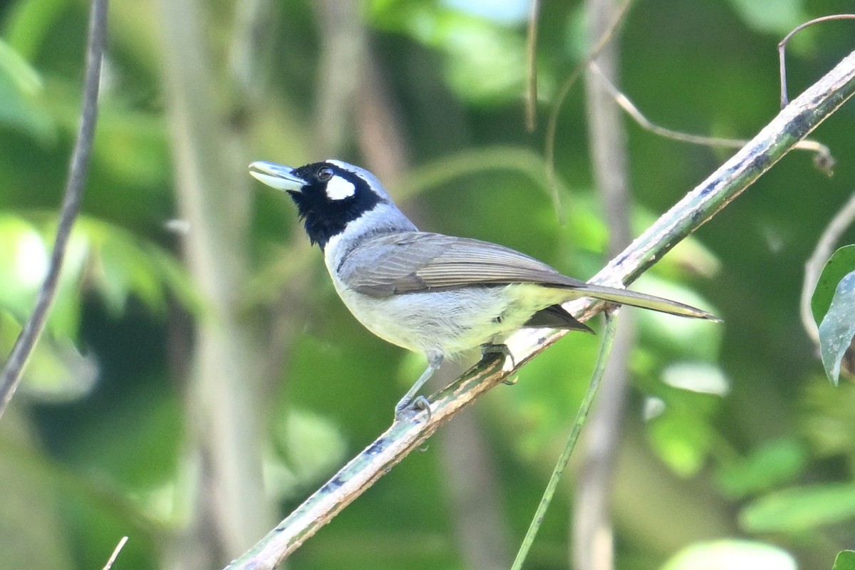 Black-throated Shrikebill - ML640901507