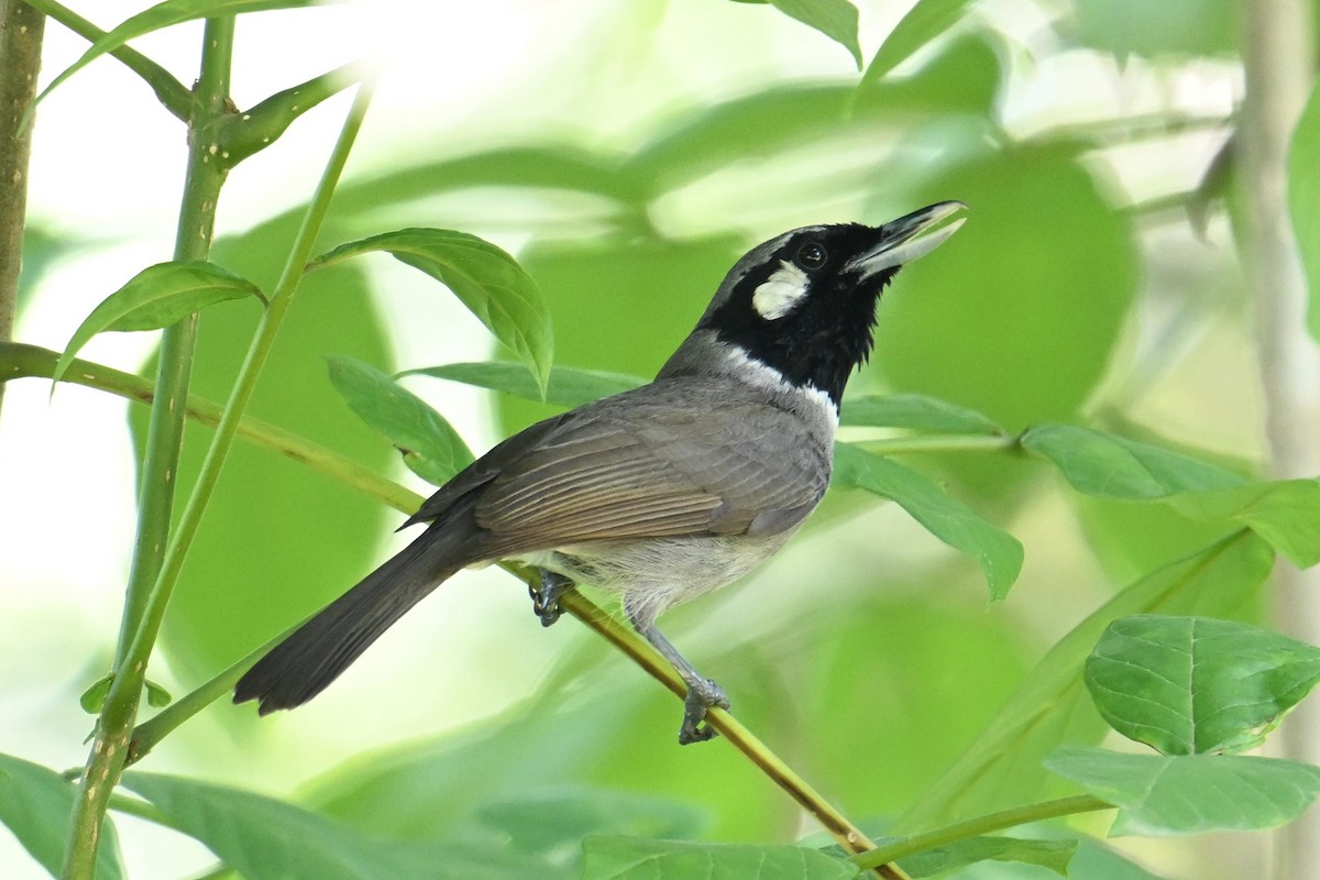 Black-throated Shrikebill - ML640901508