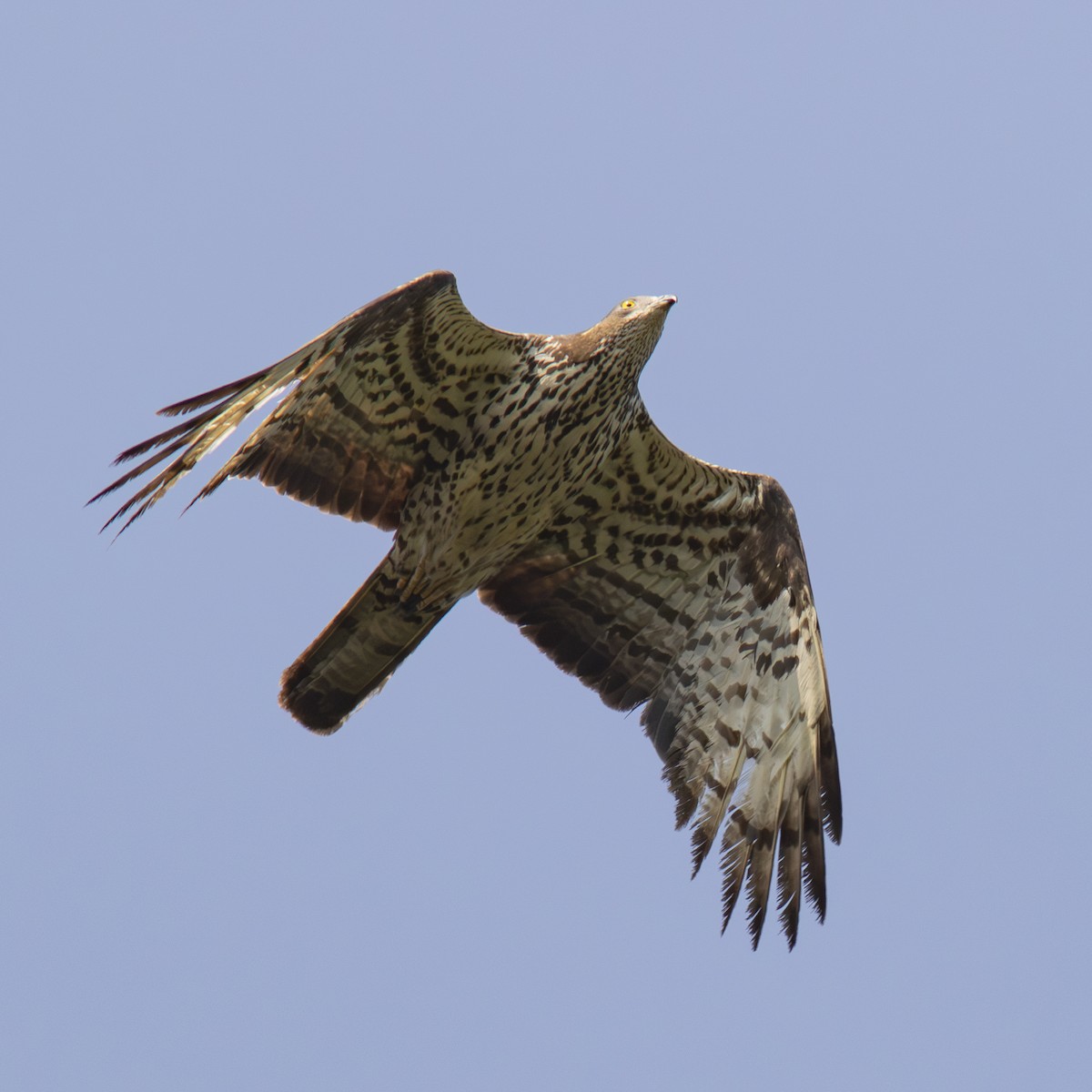 European Honey-buzzard - ML640901511