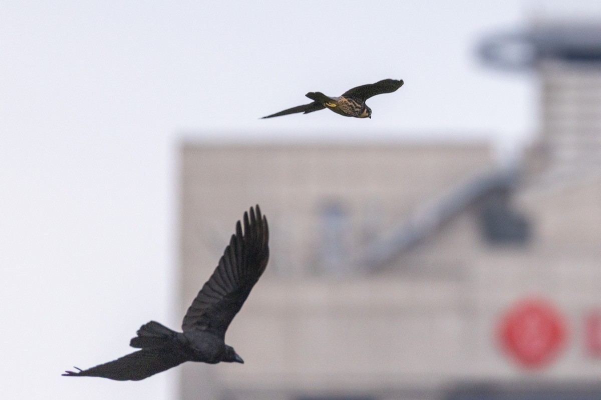 Eurasian Hobby - ML640901513