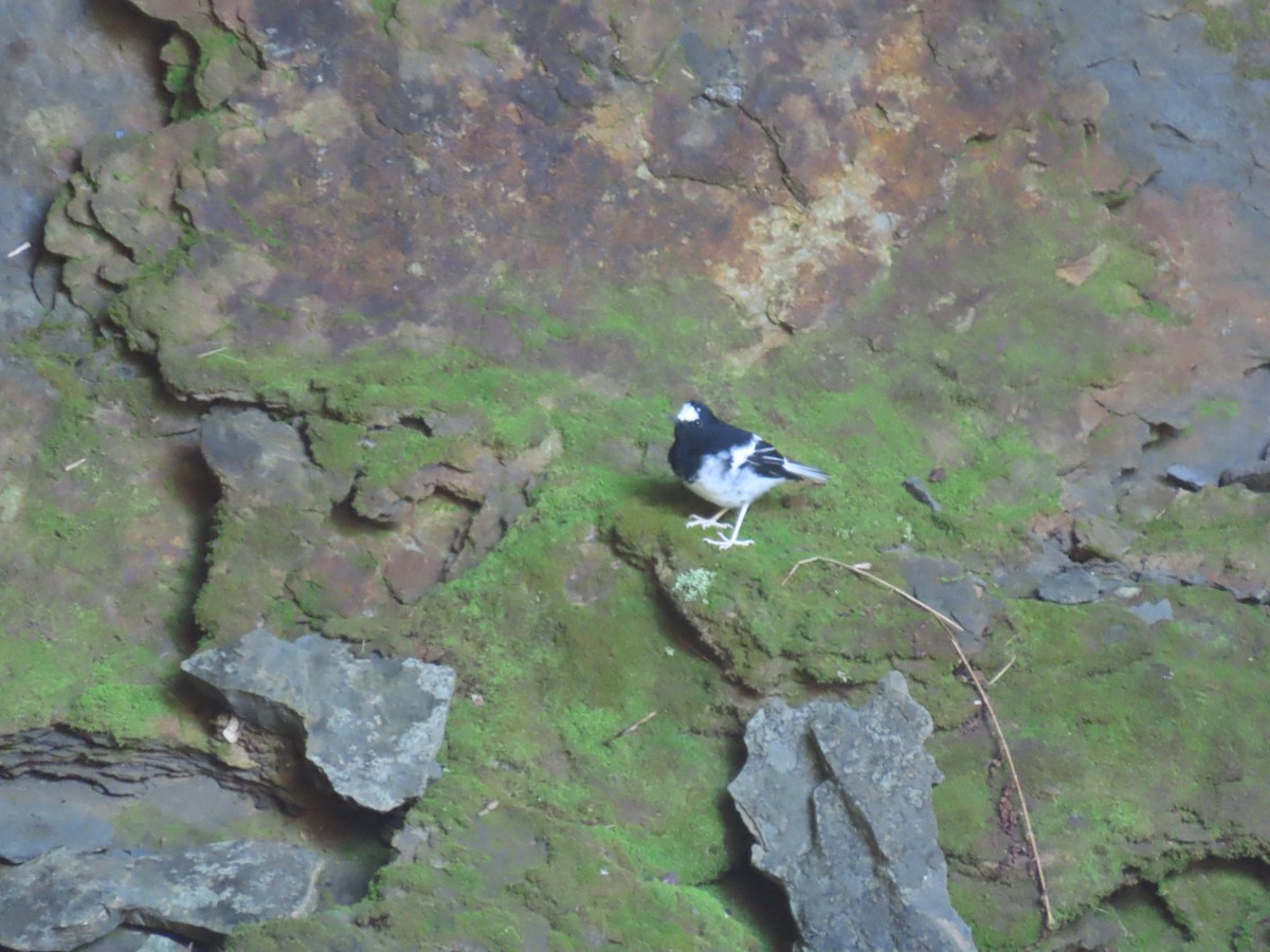 Little Forktail - ML640901525