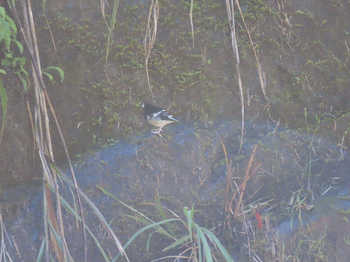 Little Forktail - ML640901526
