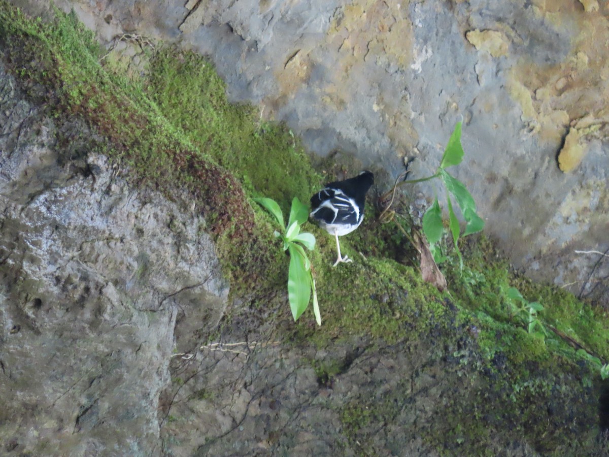 Little Forktail - ML640901528