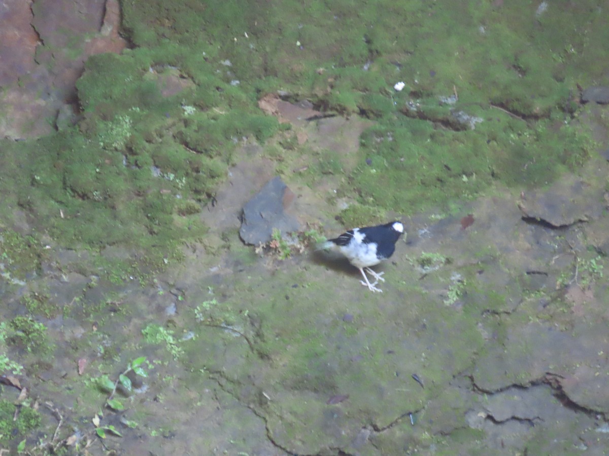 Little Forktail - ML640901529