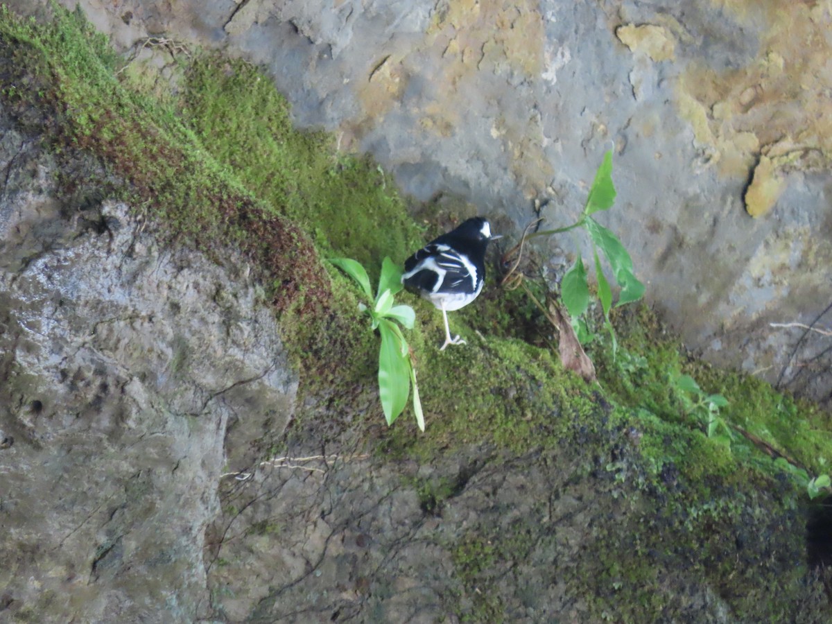 Little Forktail - ML640901530