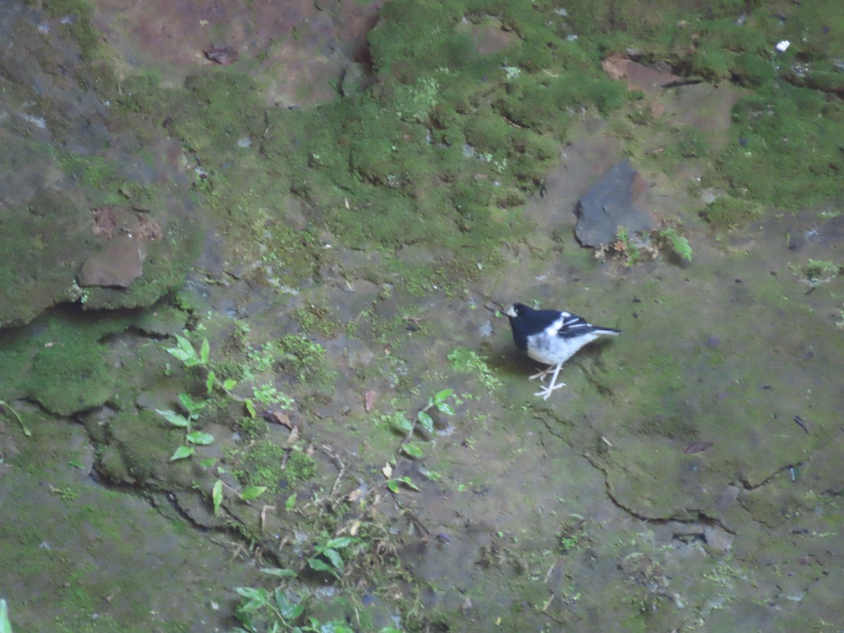 Little Forktail - ML640901532