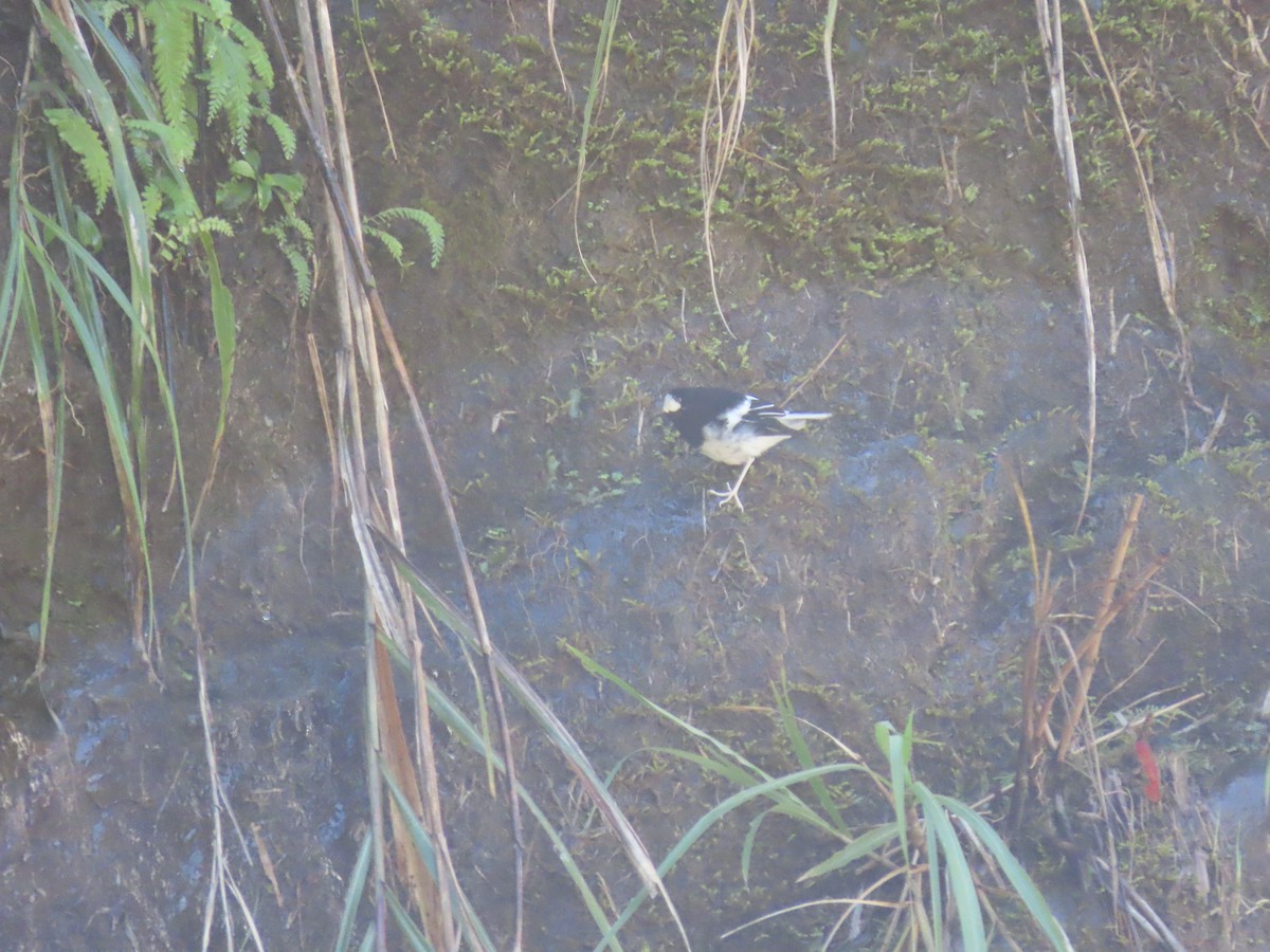 Little Forktail - ML640901533