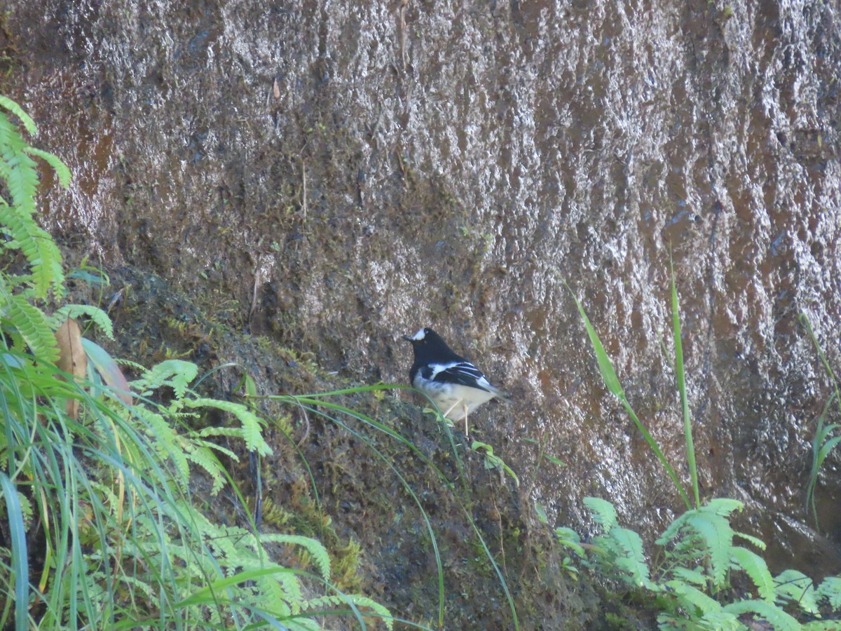 Little Forktail - ML640901535