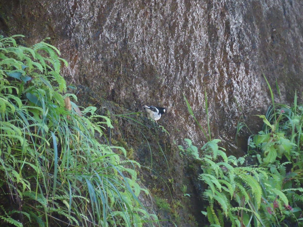 Little Forktail - ML640901537