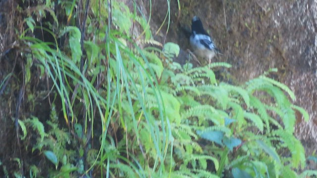 Little Forktail - ML640901550