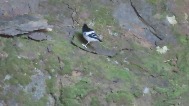 Little Forktail - ML640901554
