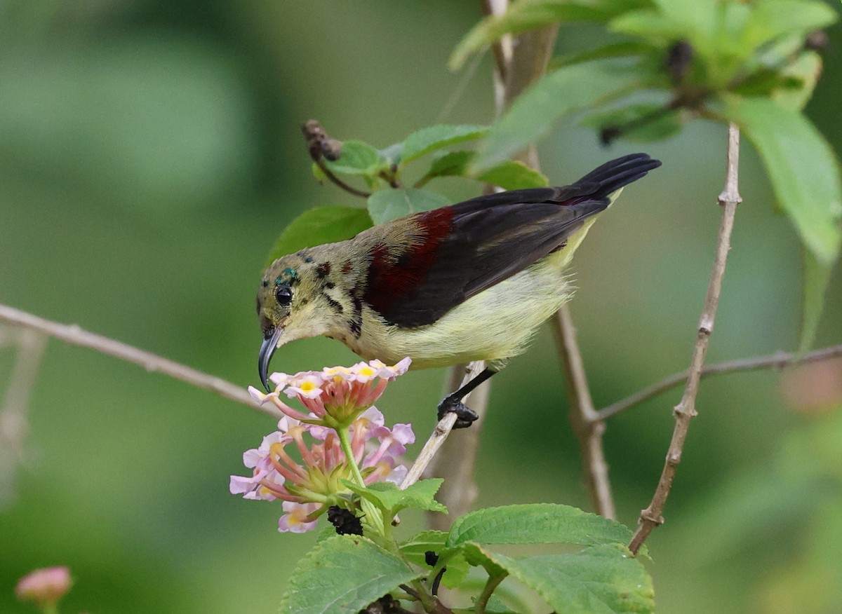 Crimson-backed Sunbird - ML640901560