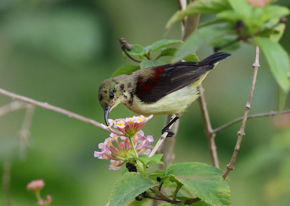 Crimson-backed Sunbird - ML640901561